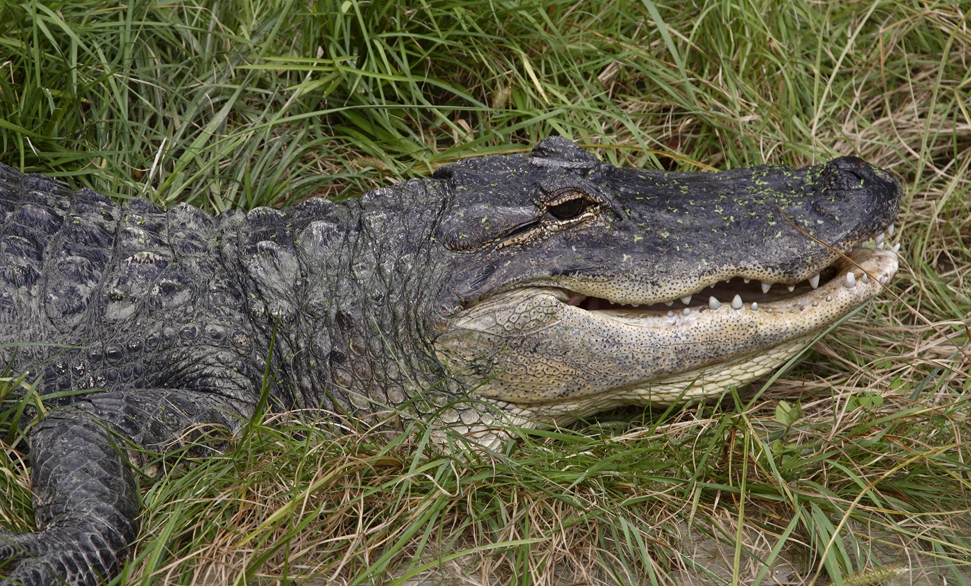 A Word to the Wise – Never, Ever Write Alligator Al Off – No Matter How Mad His Schemes Might Seem