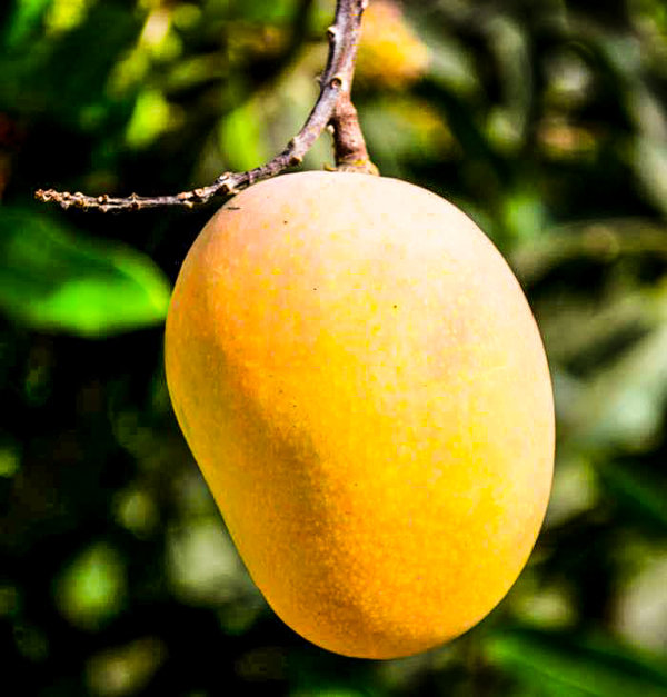 Never Eat a Mango That Has Dropped From the Tree