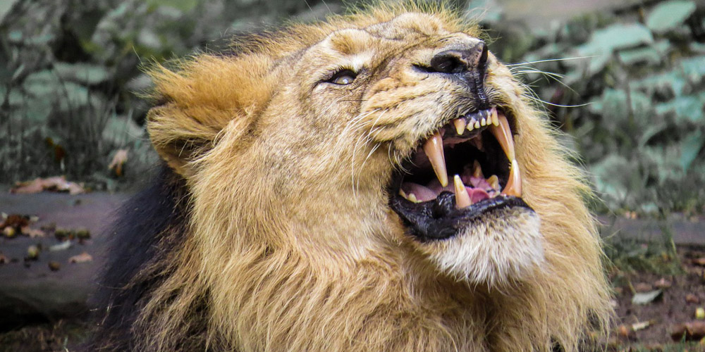 Throw Them to the Lions