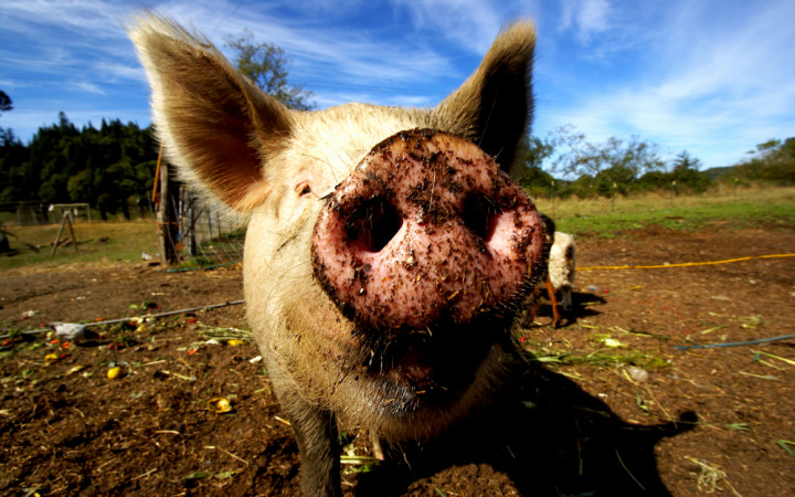 Alleged Dirty Pigs and Racing