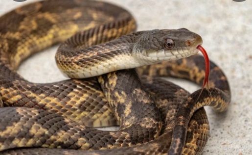 Never Take Your Eyes Off a Snake – The QLD ALP Leadership Crisis Explained