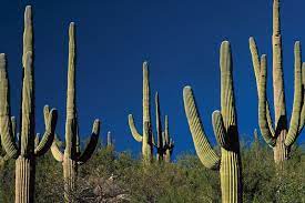 The NZ Dogs are Cactus