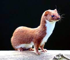 Seventeen Years Old and Still Pacing Round in Triangles – An Ode to the Mighty Weasel