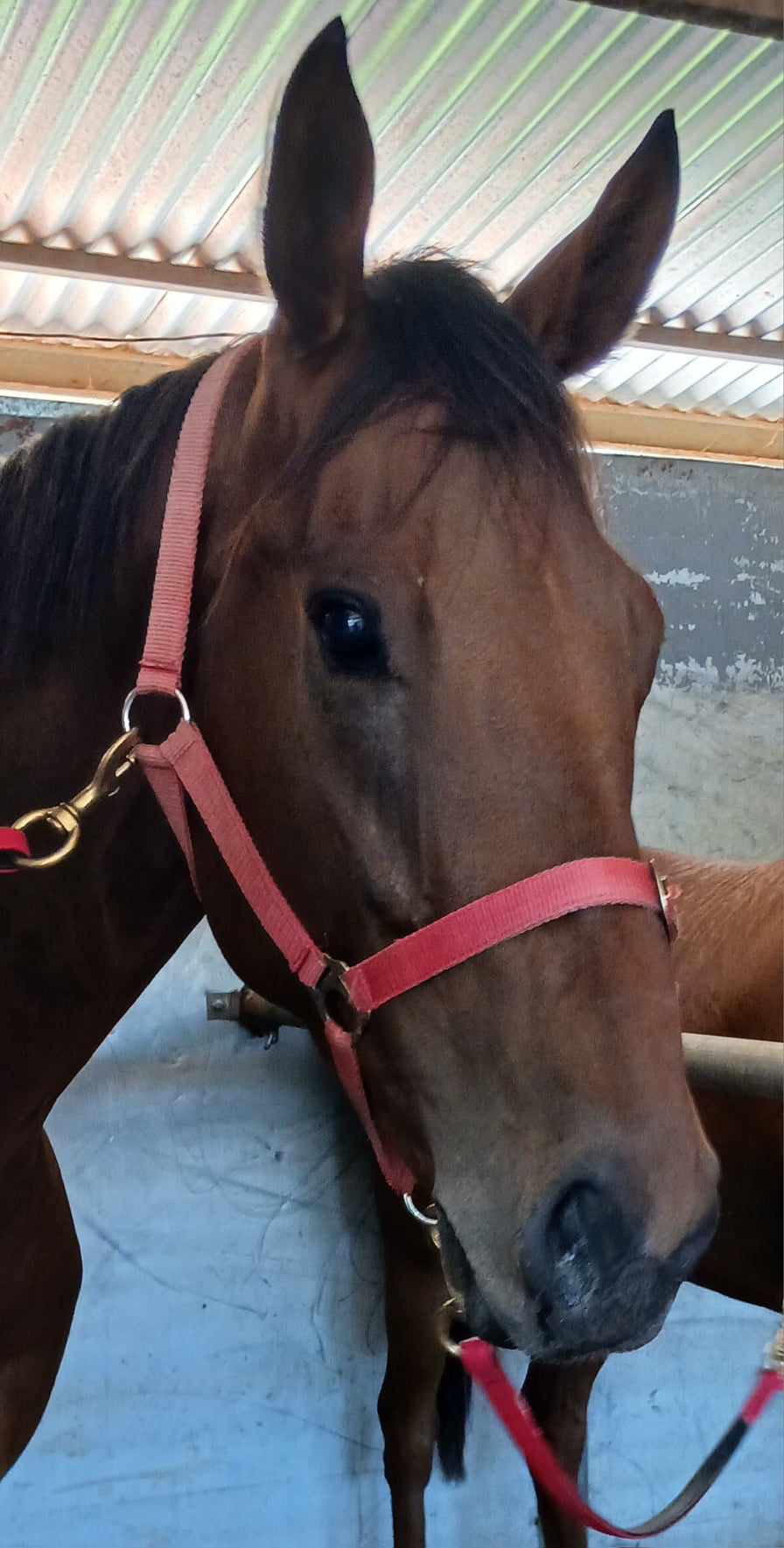 Nutso’s Owners Steadfastly Refute the Official Story That Their Beloved Galloper Died of Colic, and Demand a Full Inquiry into the Circumstances of His Death at the Track