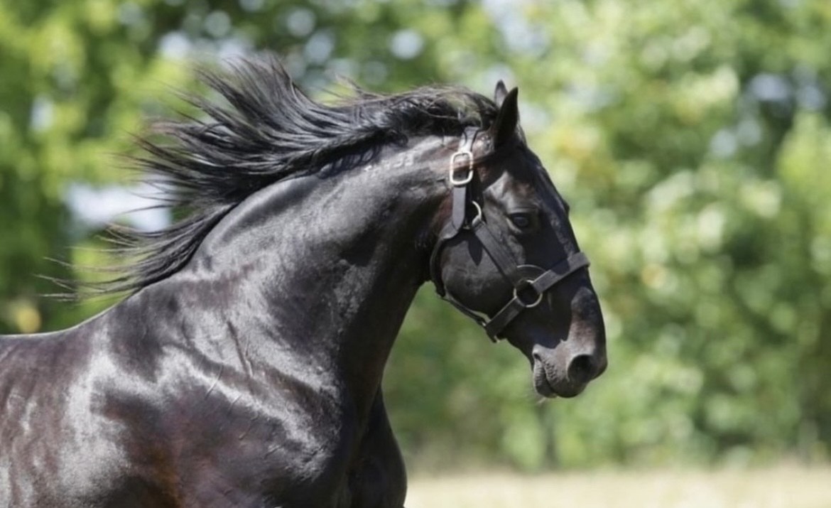 Bettors Delight and the Black Stallion – Champions Often Look the Same