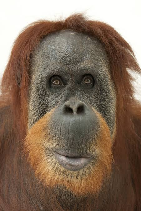 You Can’t Call Footy Players Monkeys, and Quite Rightly Too – So Why Do We Continue to Call Redheads Apes?