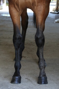 The Mysterious Fractured Front Right Sesamoid of Young Pacer Called Miki Flybye