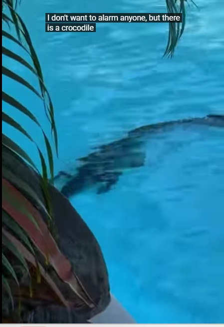 I Don’t Want to Alarm Anyone – But There is a Crocodile in the Sheraton Pool
