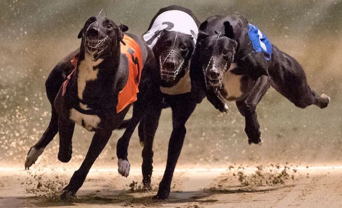 Greyhound Racing NSW Are Going Down the Wrong Path