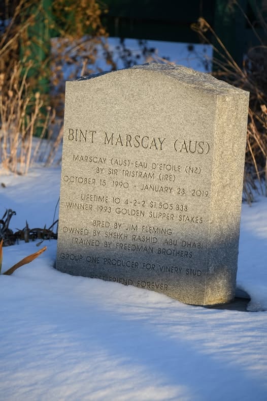 A Bonny Filly, a Brilliant Jockey, and the Best Ride You Will Ever See