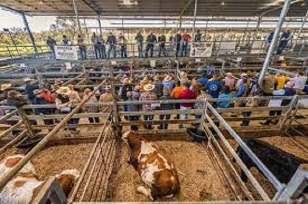 Barossa Bill Shares His Theory About Auctions