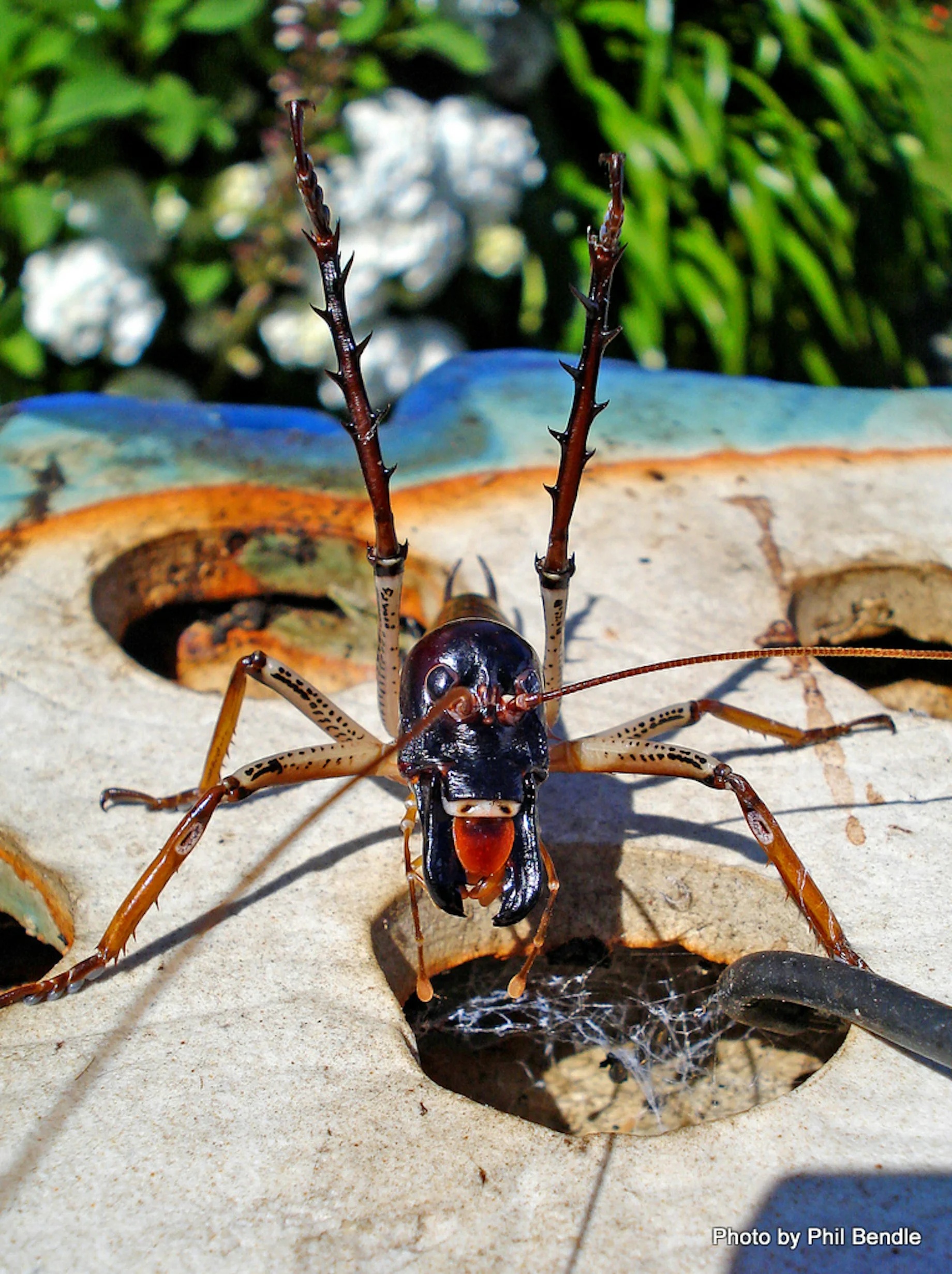 How the Hell is This a Fair Start? – The Giant Weta Strikes Again